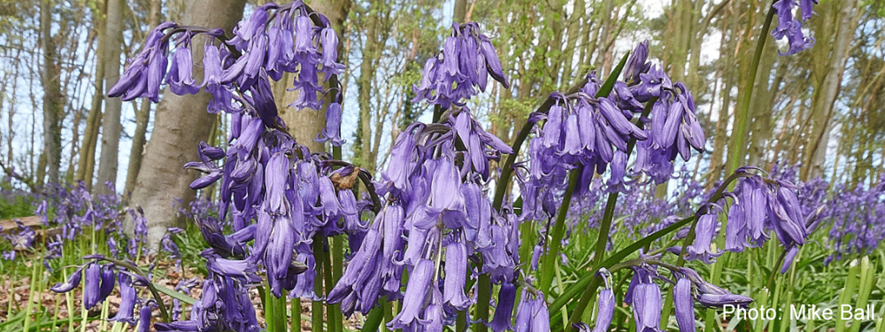 Bluebells by Mike Ball