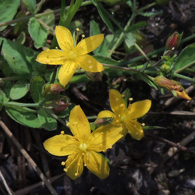 Trailing St John's-wort