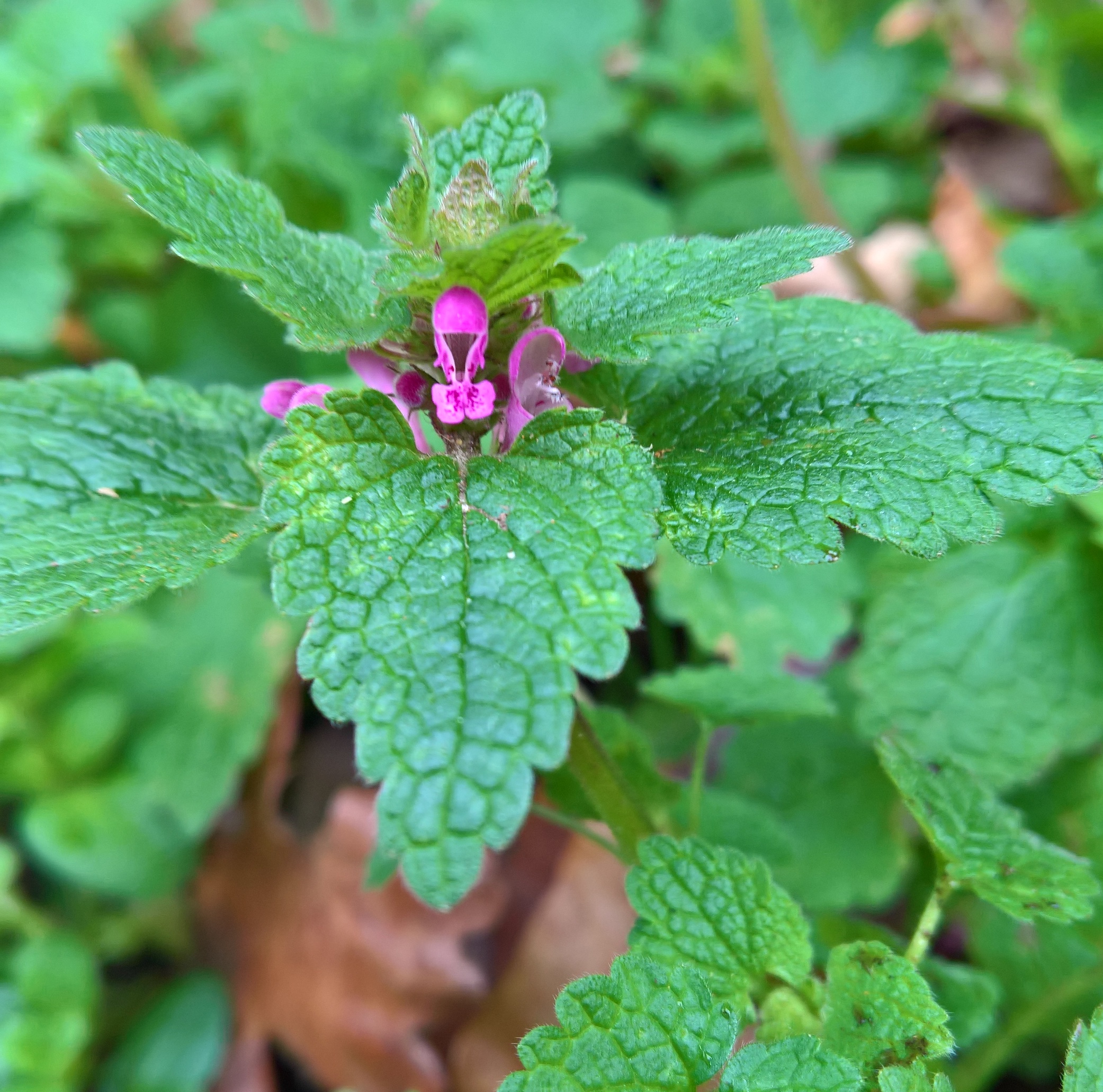 red deadnettle