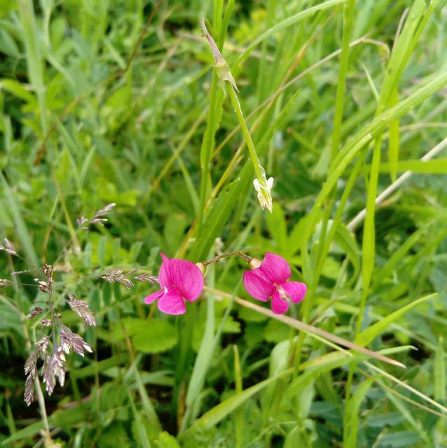 Grass Vetchling