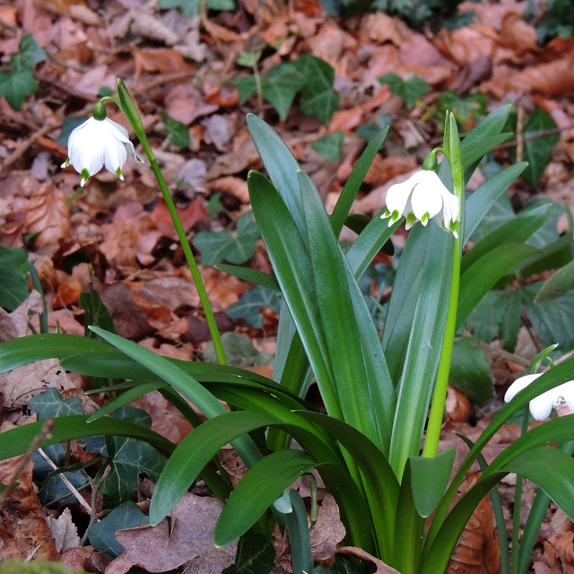 spring snowflake