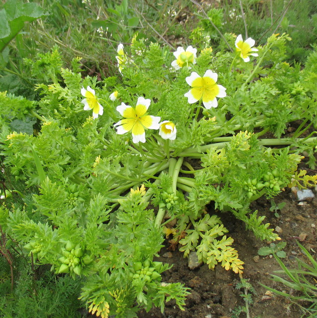 Poached Egg plant