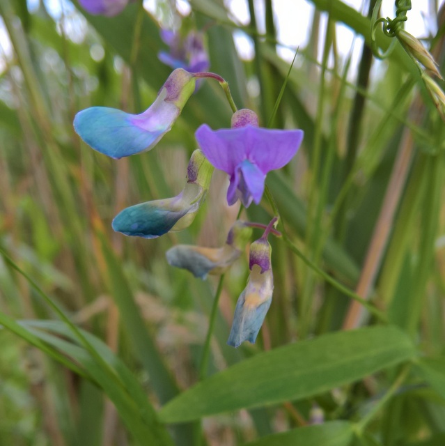 marsh pea