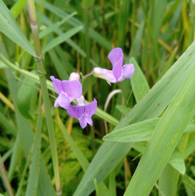 marsh pea