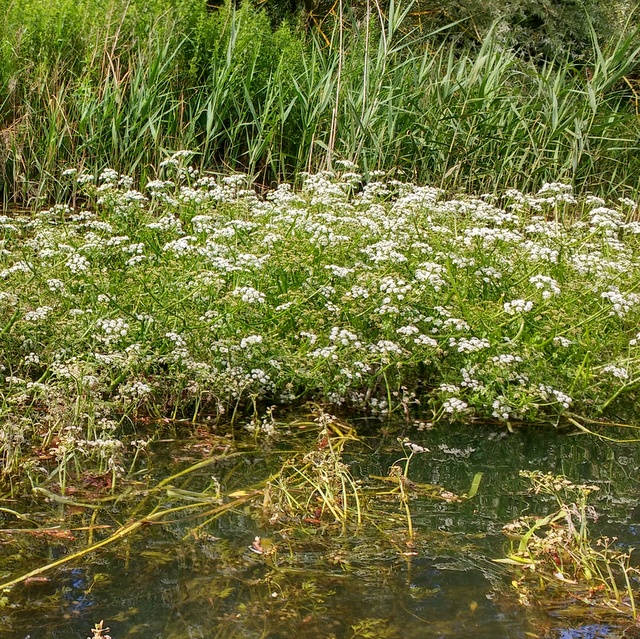 river water dropwort