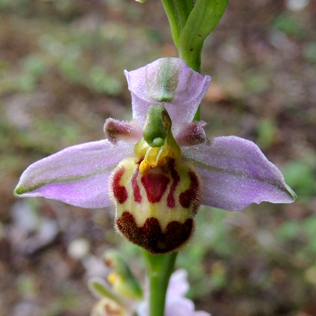 Ophrys apifera var. belgarum