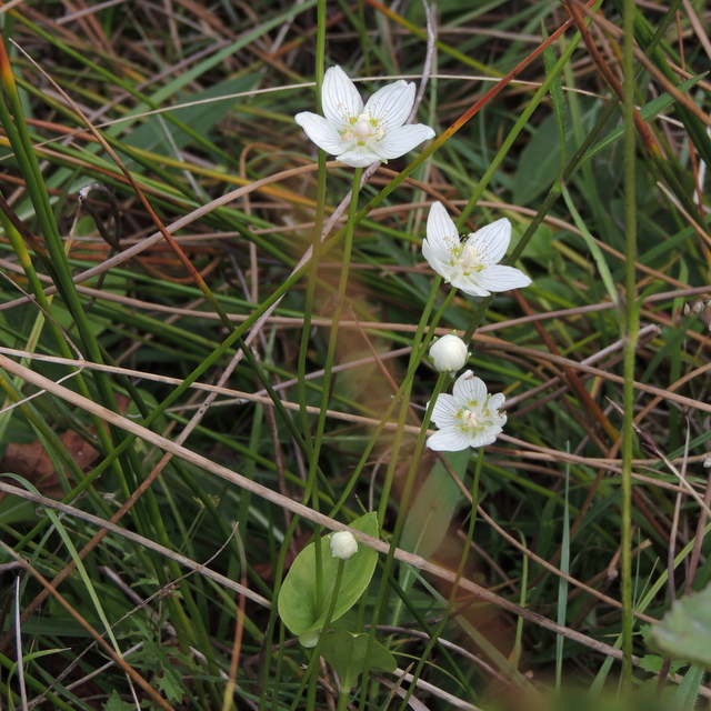 Grass-of-Parnassus on Booton Common