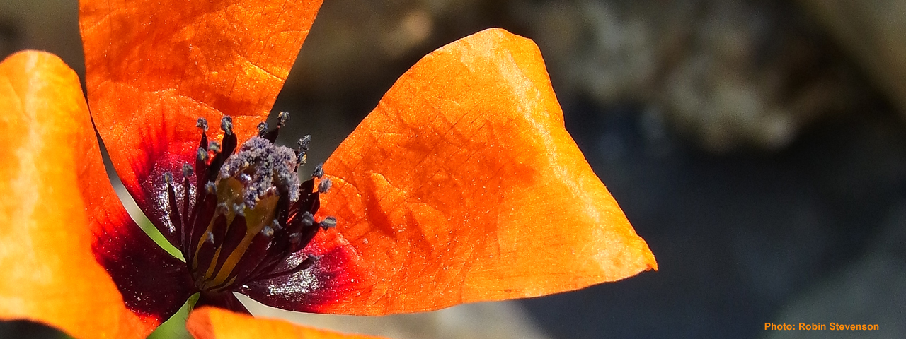 Prickly Poppy by Robin Stevenson