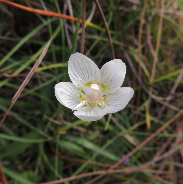Grass-of-Parnassus (Parnassia palustris) 