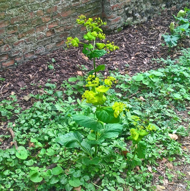 perfoliate alexanders