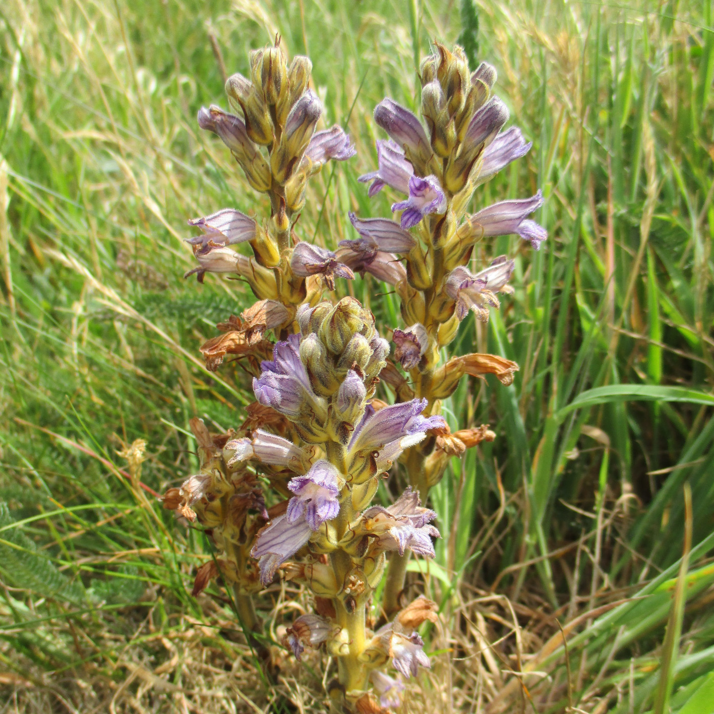 Yellow broomrape