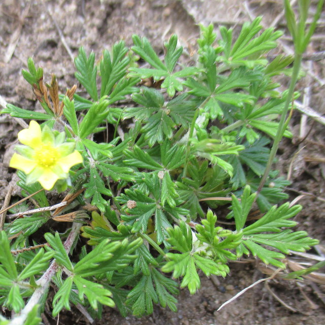 hoary cinquefoil