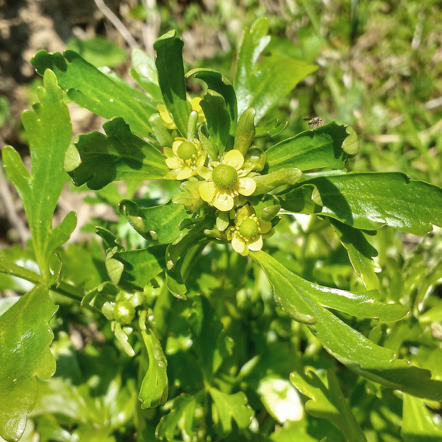 celery leaved buttercup