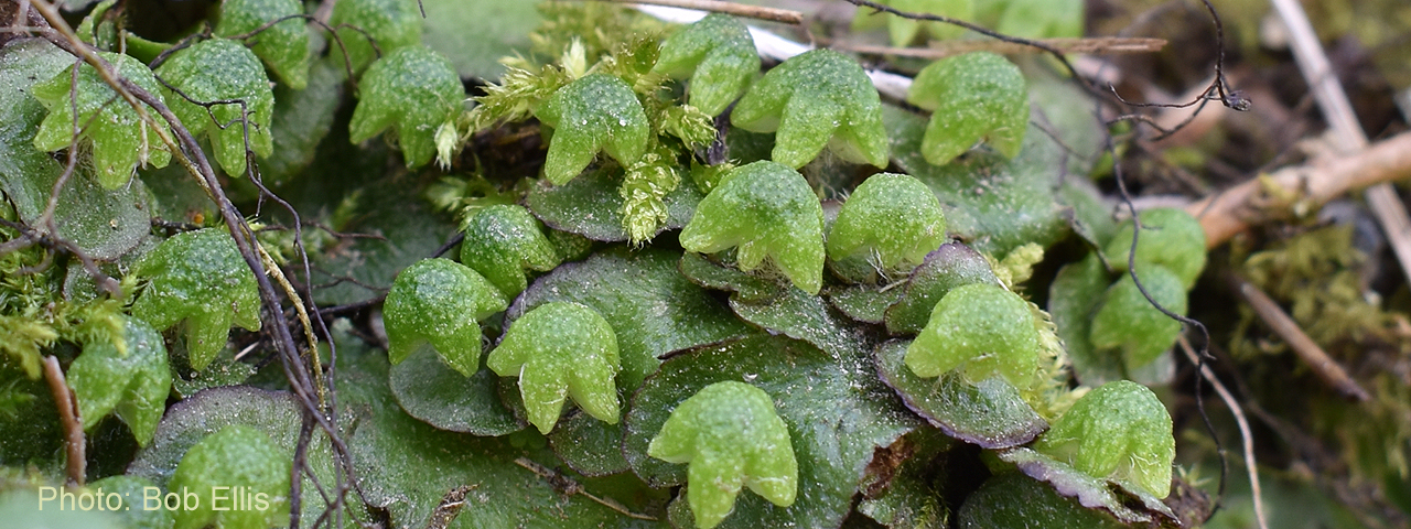 Hemisphaeric liverwort by Bob Ellis