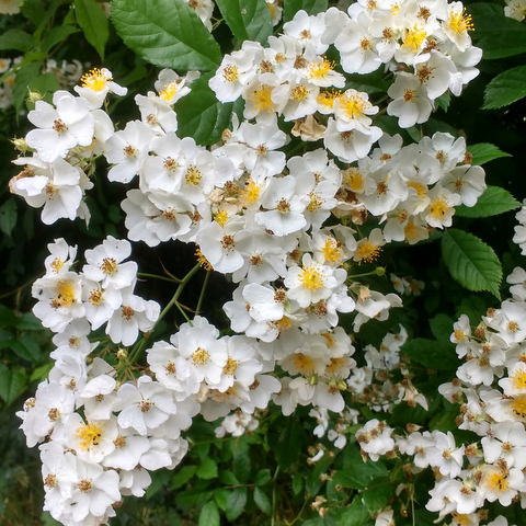 Many flowered rose