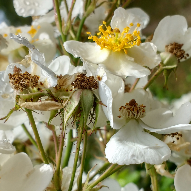 many flowered rose