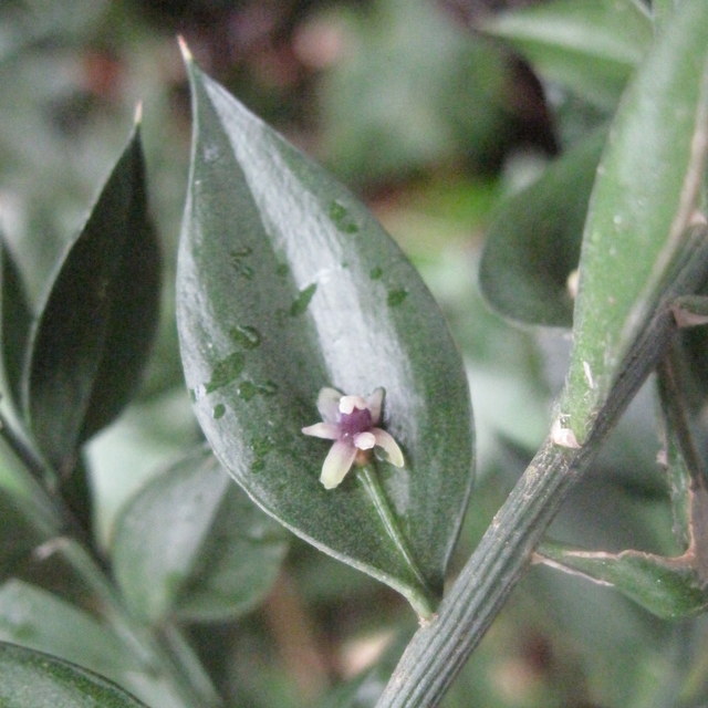 butchers broom