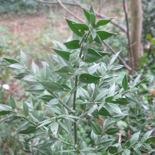 butchers broom