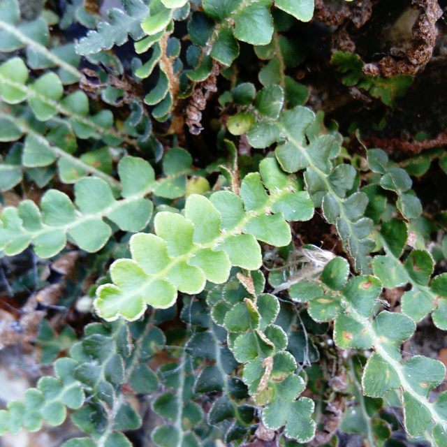 rusty back fern