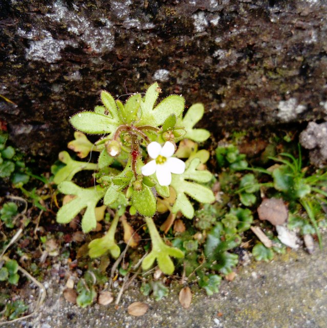 Rue-leaved saxifrage