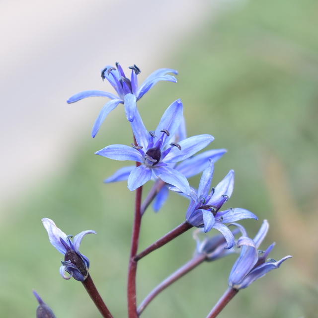 alpine squill