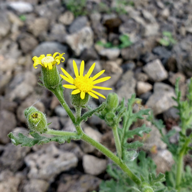 sticky groundsel