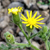 Sticky Groundsel