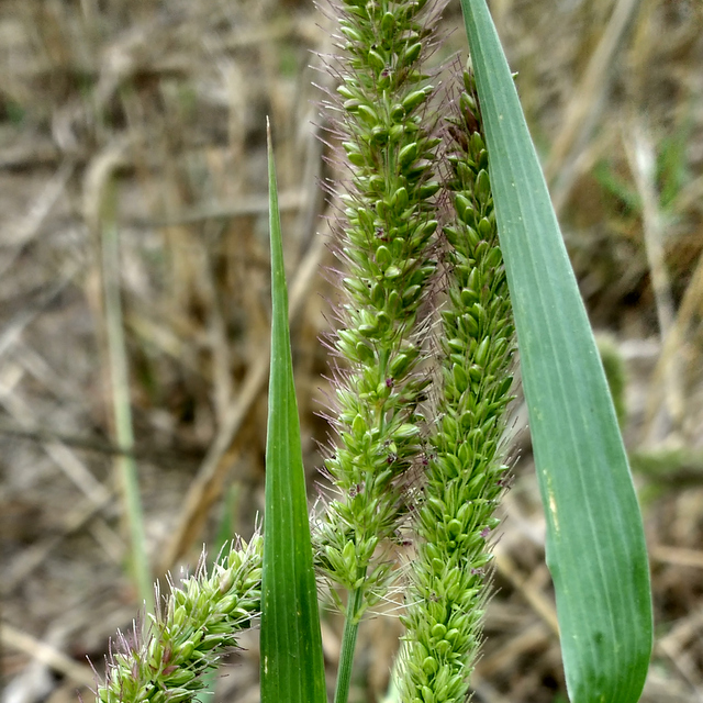 bristle grass