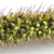 Setaria verticillata