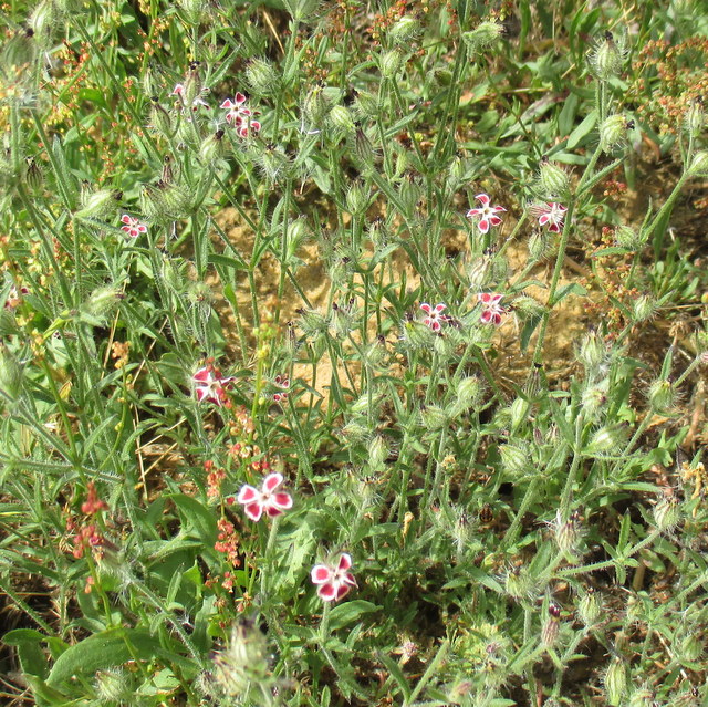 catchfly