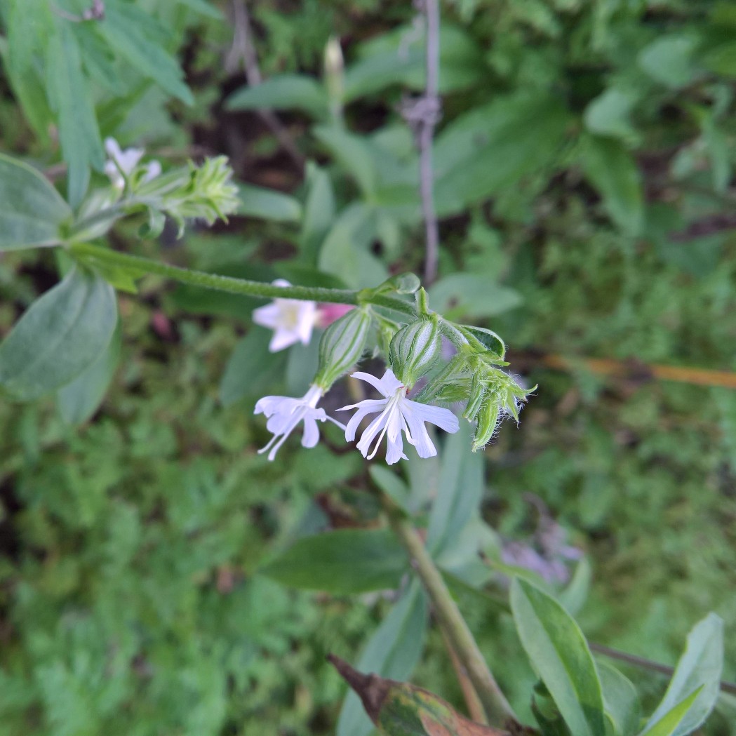 catchfly