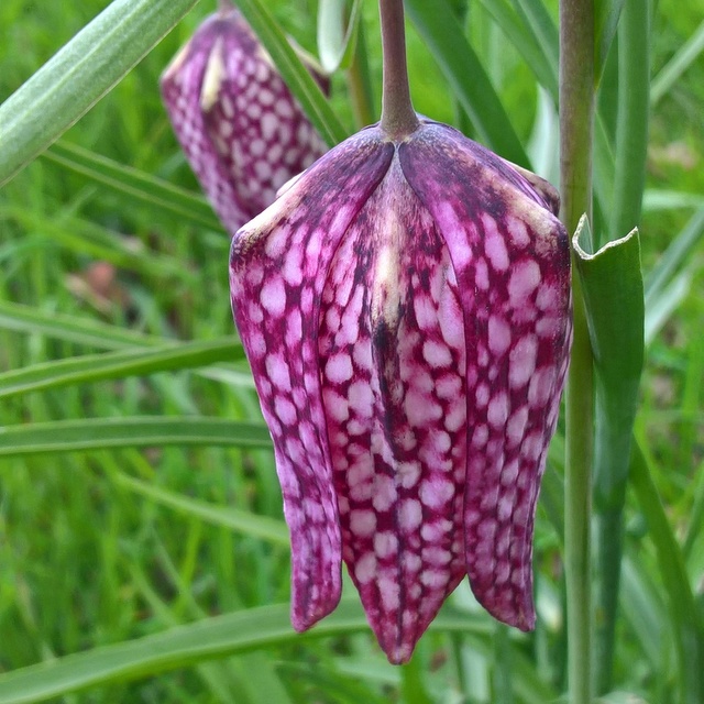 snake's head fritillary