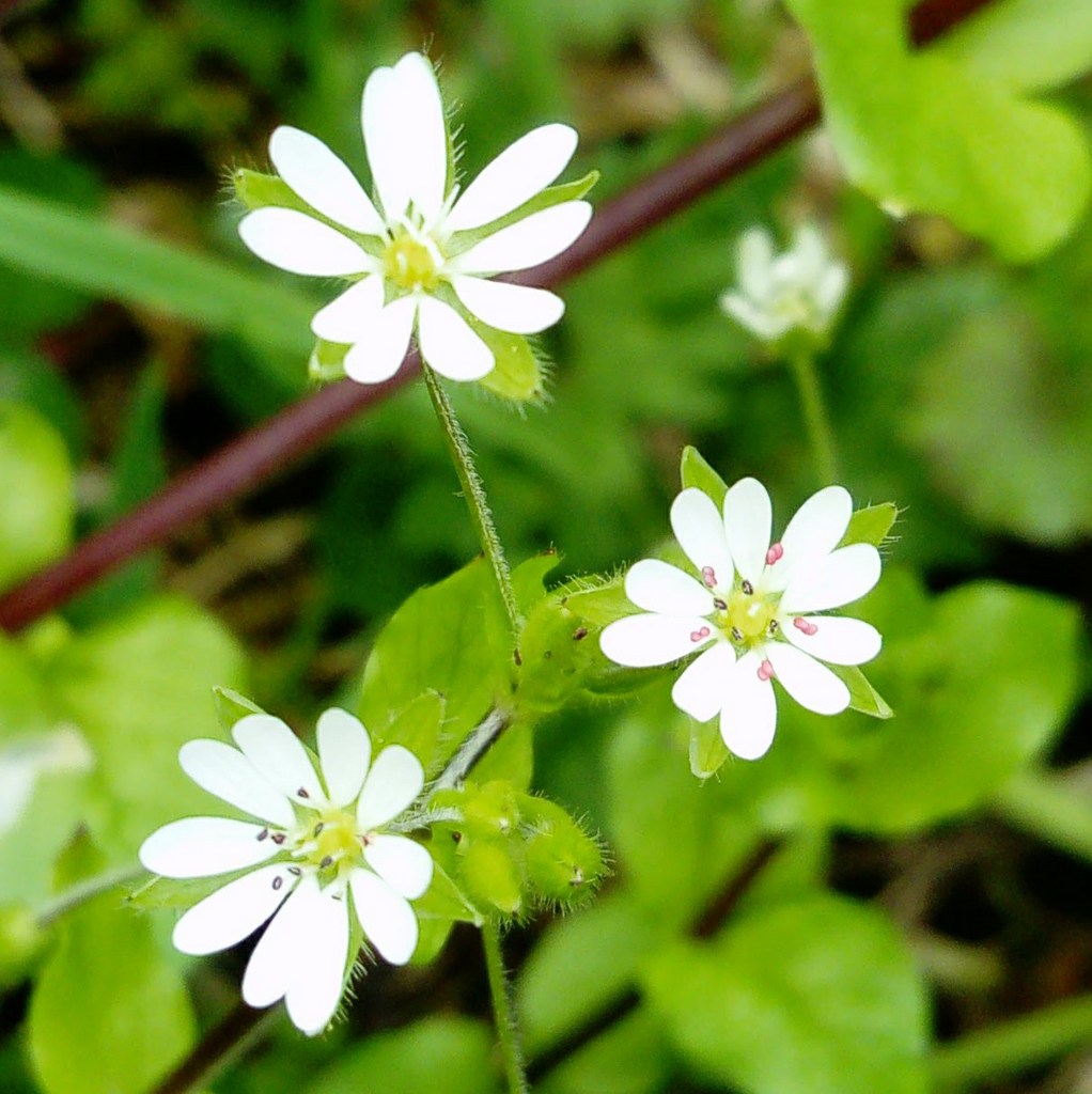 greater chickweed