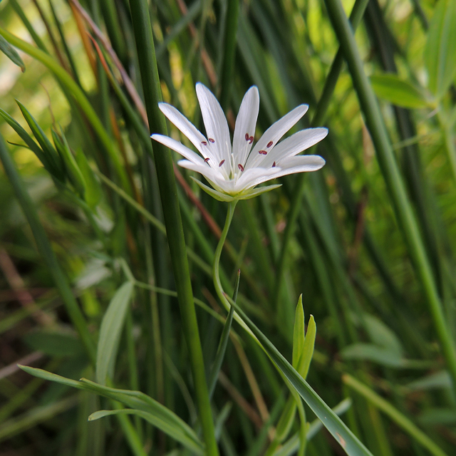 stitchwort