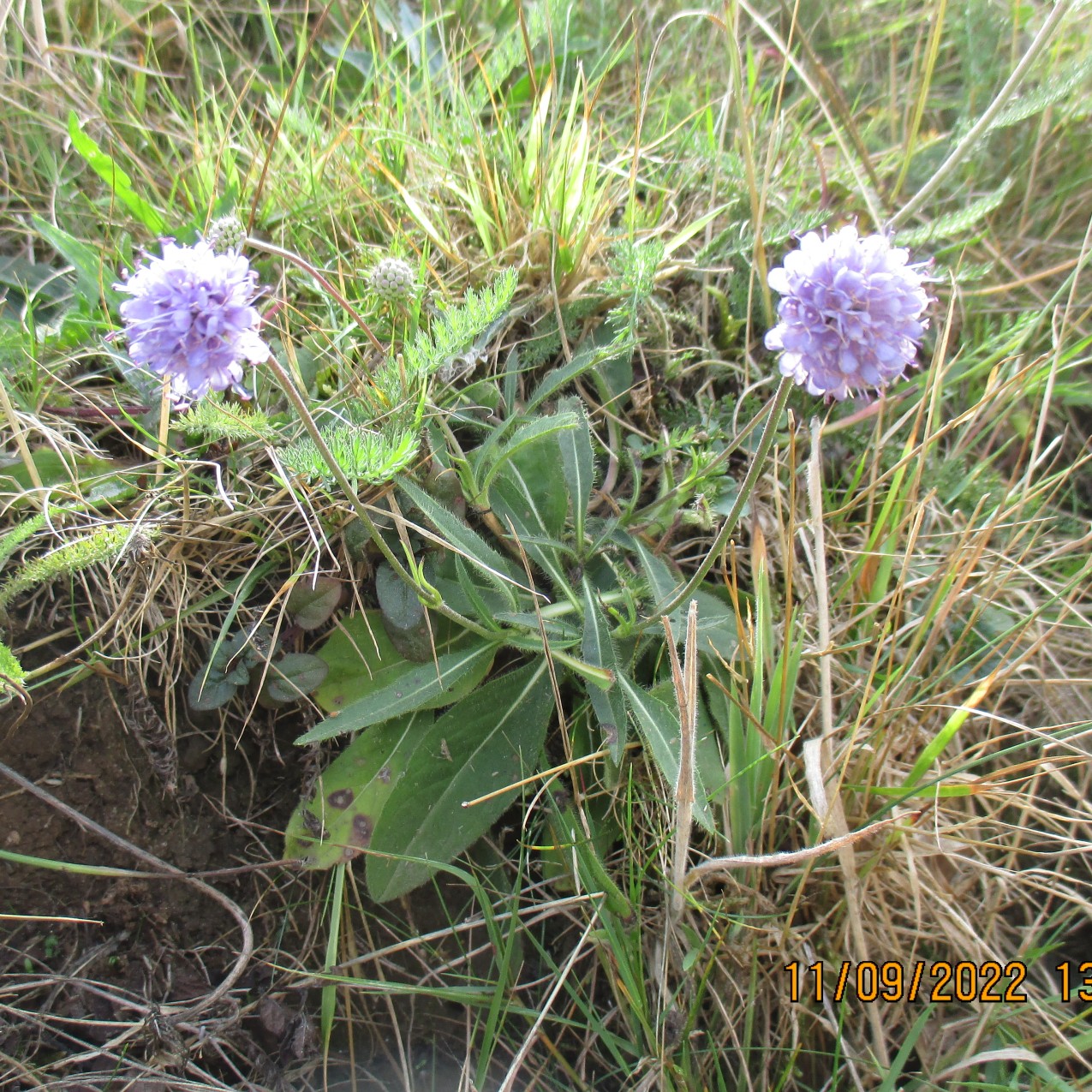 Devil's-bit Scabious