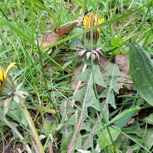 Dandelion