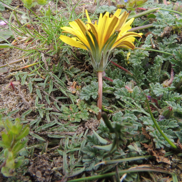 dandelion