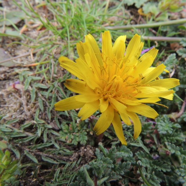 dandelion