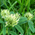 Sulphur Clover