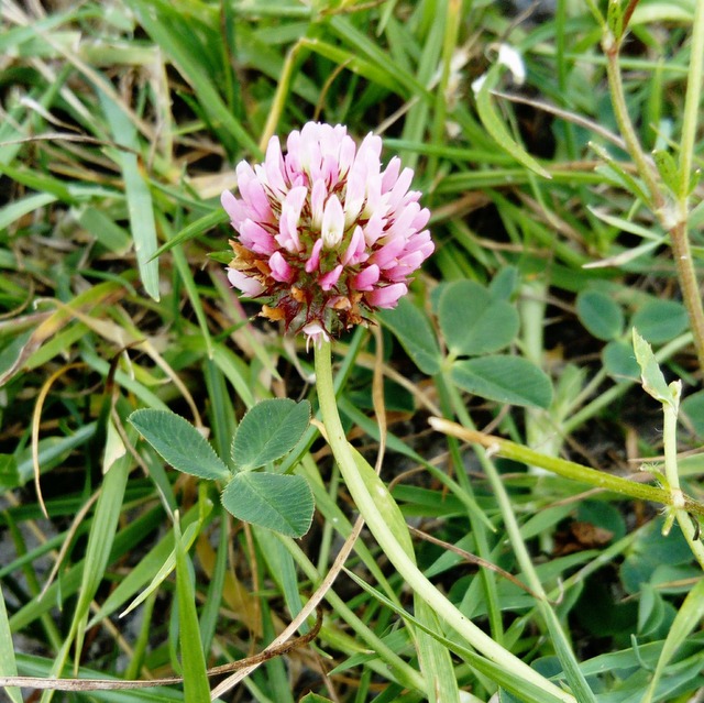 strawberry clover