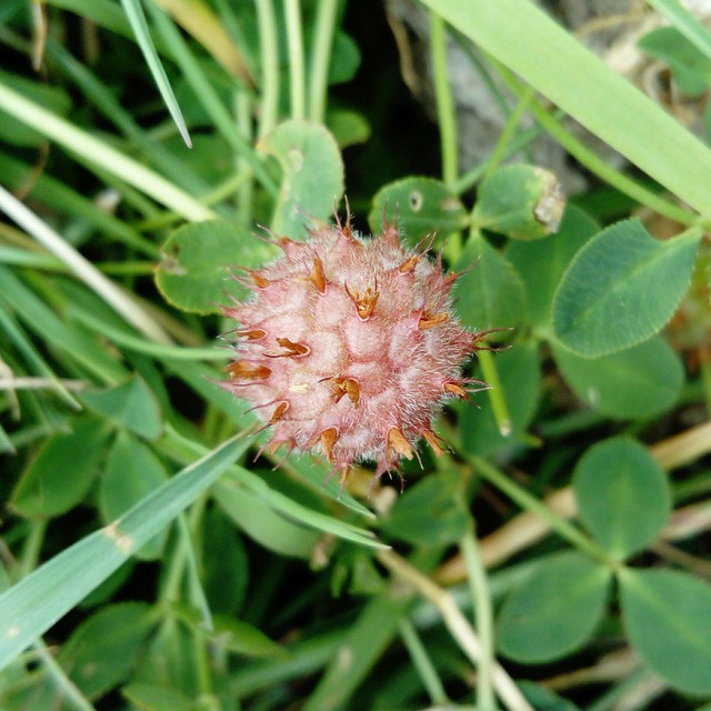 strawberry clover