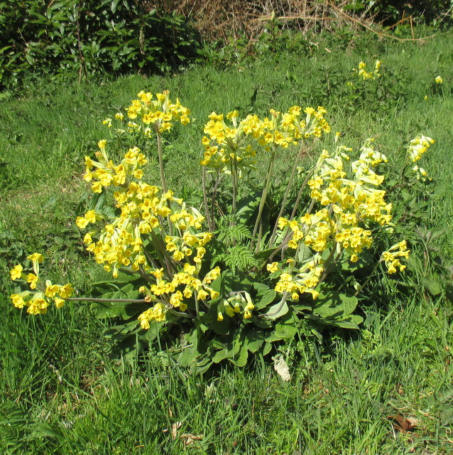 false oxlip