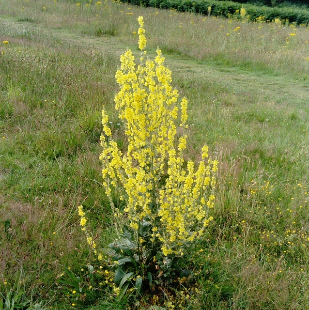 mullein