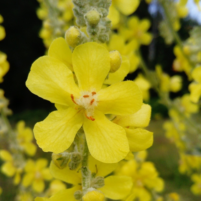 mullein