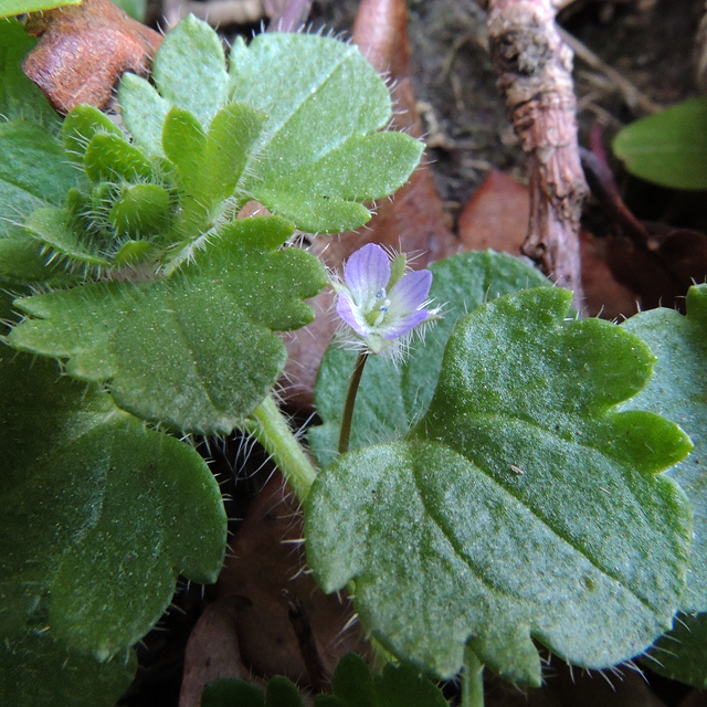 Ivy-leaved speedwell