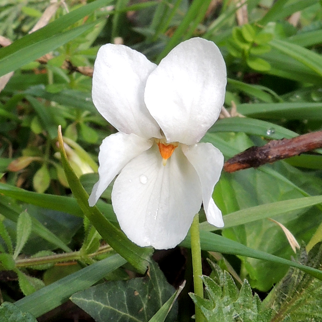 white sweet violet