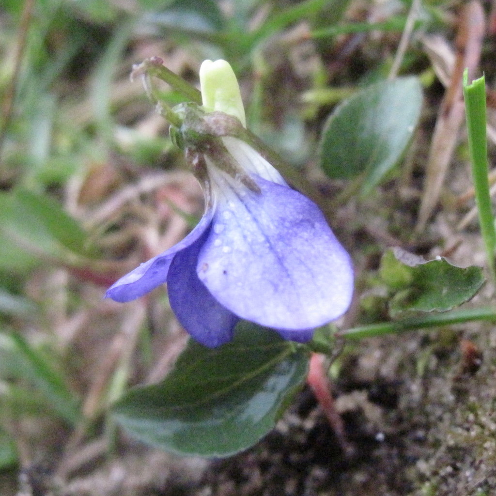 Heath dog violet