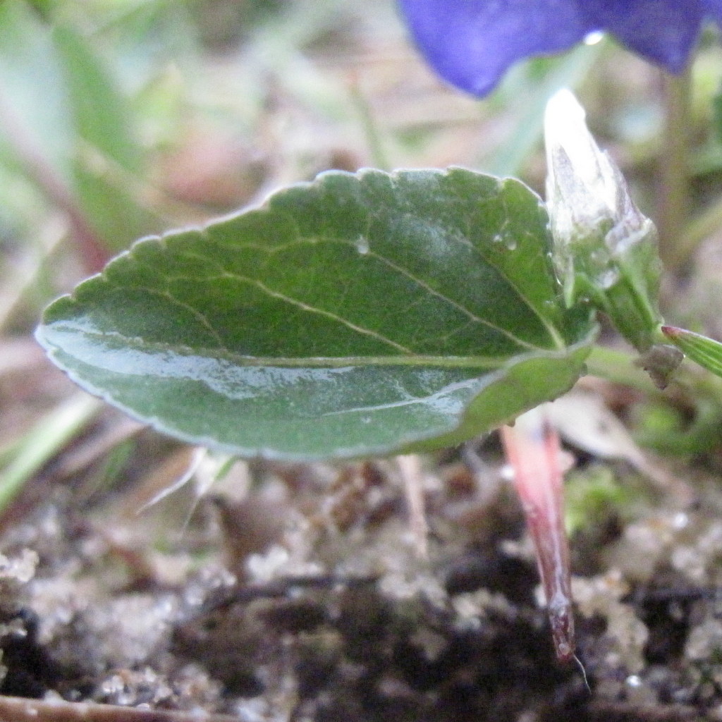 heath dog violet