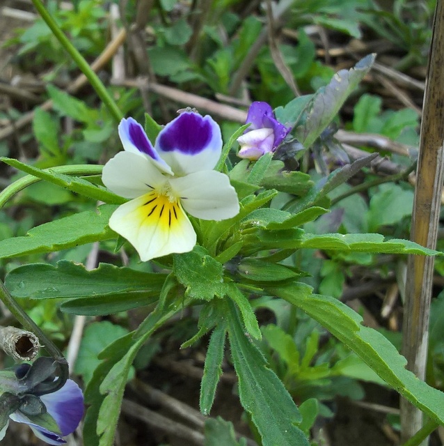 hybrid violet