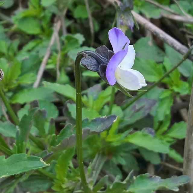 hybrid violet